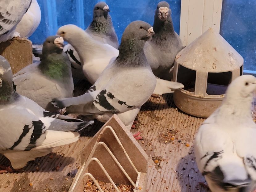  - 0 - 16 dec 2021 Voiajori standard