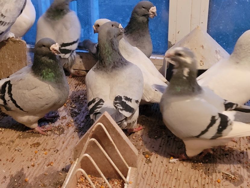  - 0 - 16 dec 2021 Voiajori standard