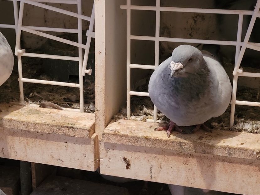  - 0 - 16 dec 2021 Voiajori standard