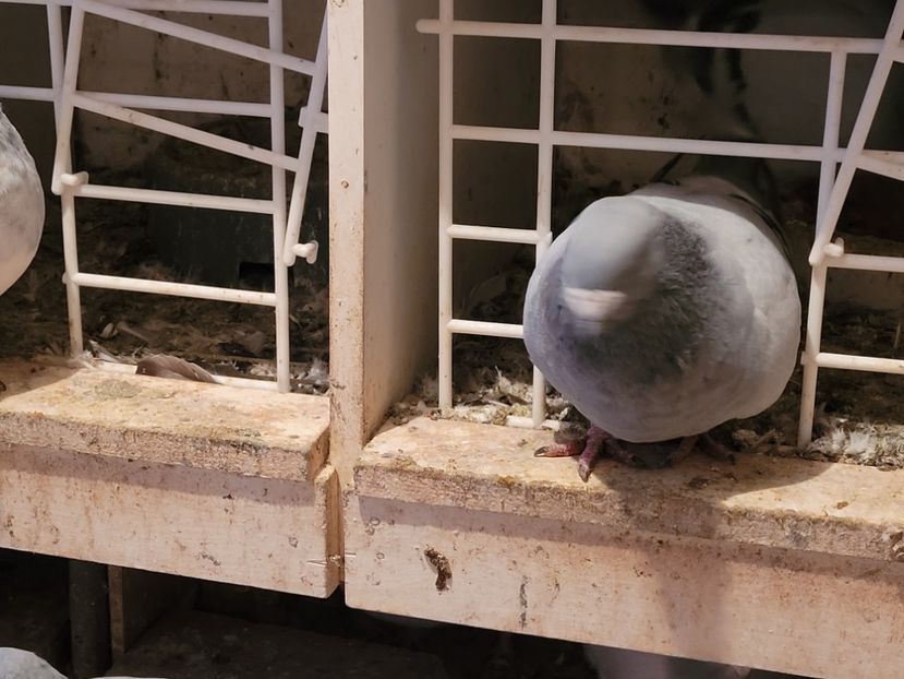  - 0 - 16 dec 2021 Voiajori standard