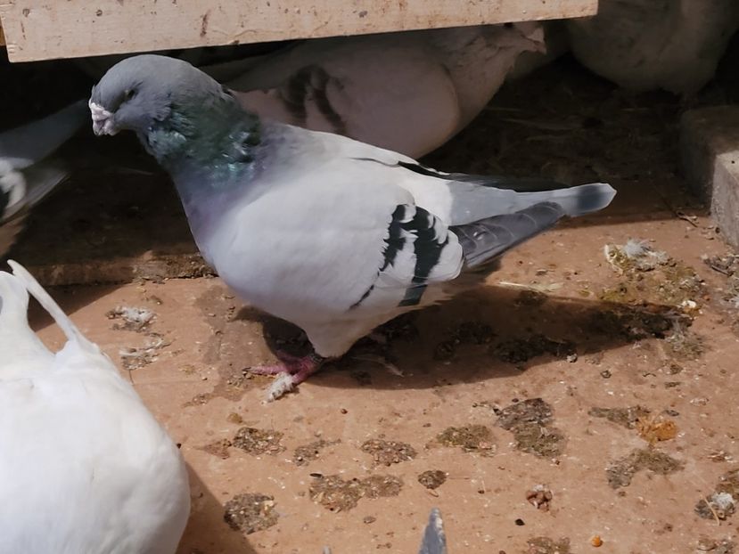  - 0 - 16 dec 2021 Voiajori standard