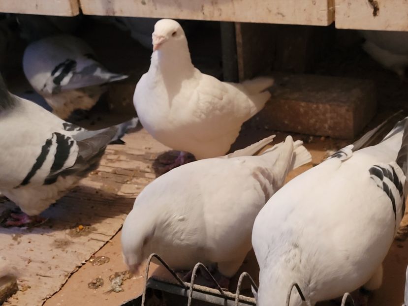  - 0 - 16 dec 2021 Voiajori standard