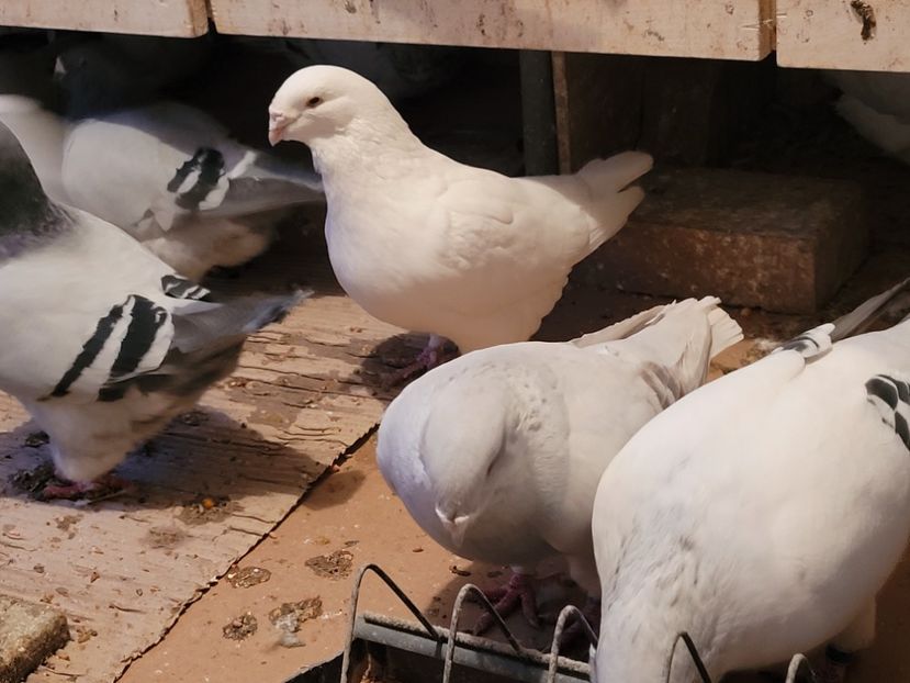  - 0 - 16 dec 2021 Voiajori standard