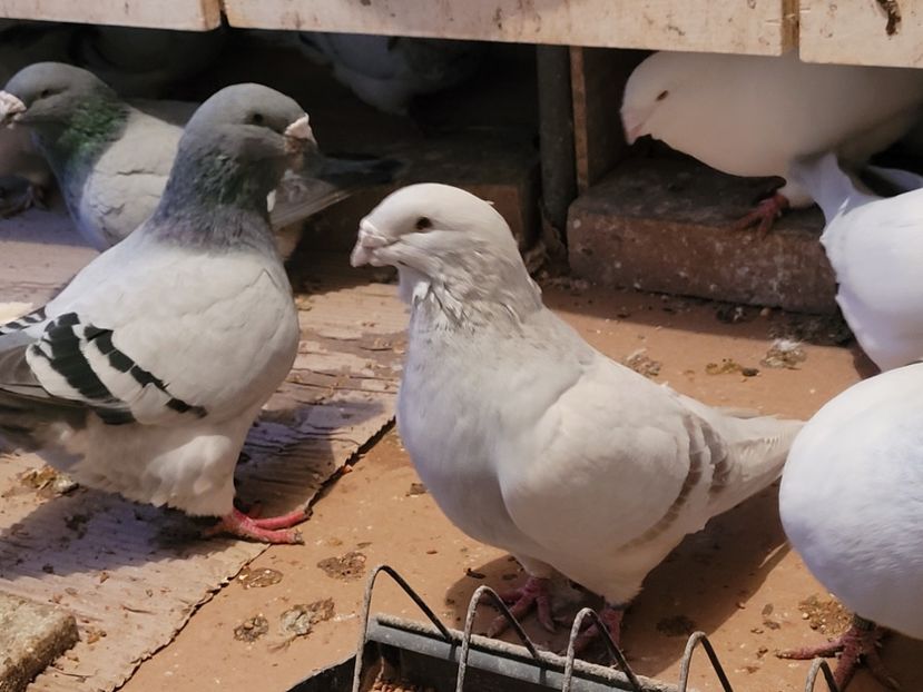  - 0 - 16 dec 2021 Voiajori standard