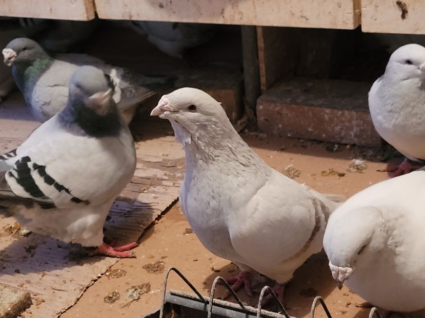  - 0 - 16 dec 2021 Voiajori standard