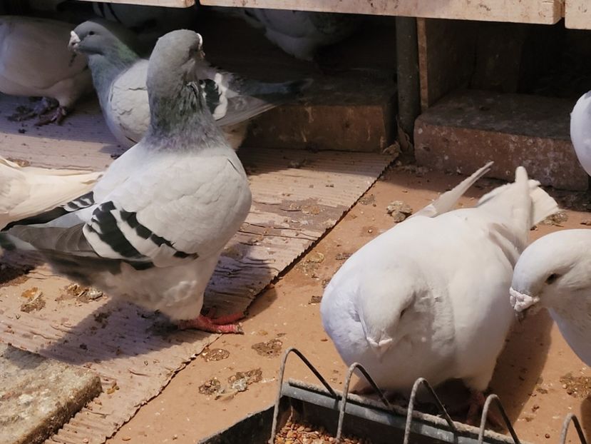  - 0 - 16 dec 2021 Voiajori standard