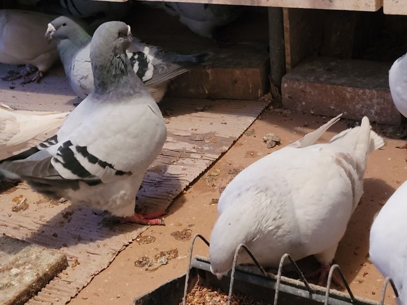  - 0 - 16 dec 2021 Voiajori standard