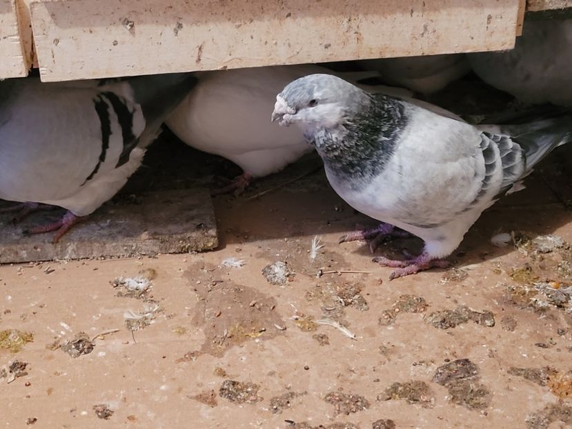  - 0 - 16 dec 2021 Voiajori standard