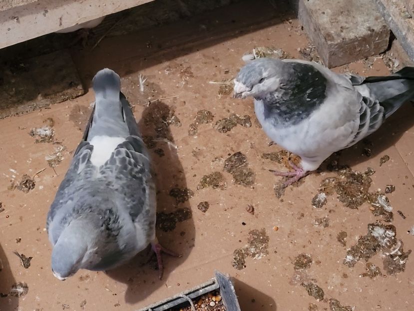  - 0 - 16 dec 2021 Voiajori standard