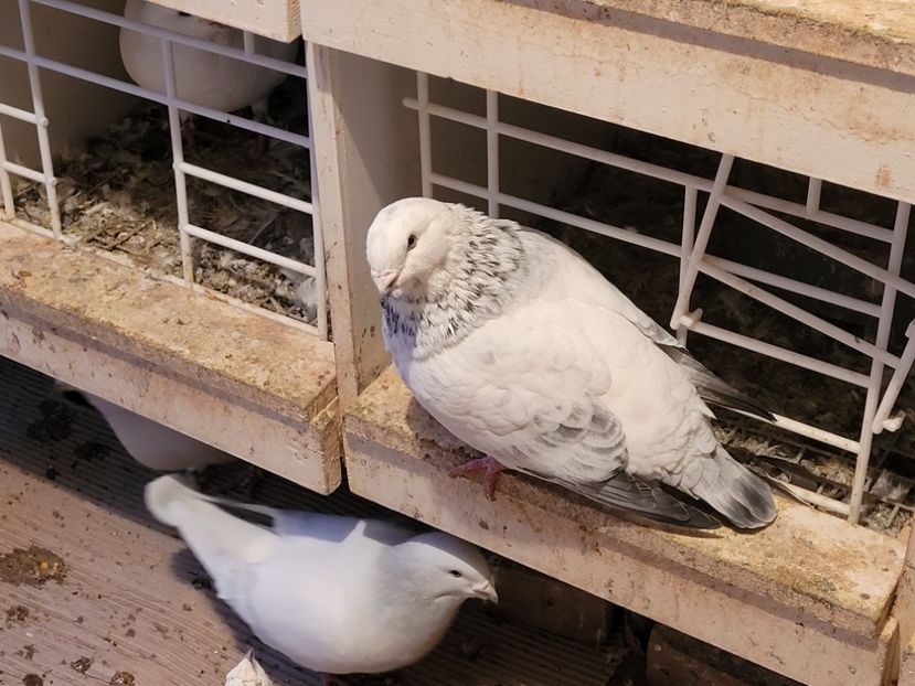  - 0 - 16 dec 2021 Voiajori standard