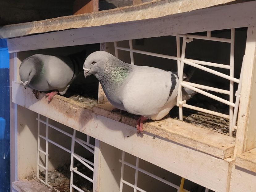  - 0 - 16 dec 2021 Voiajori standard