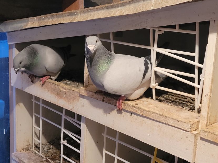  - 0 - 16 dec 2021 Voiajori standard