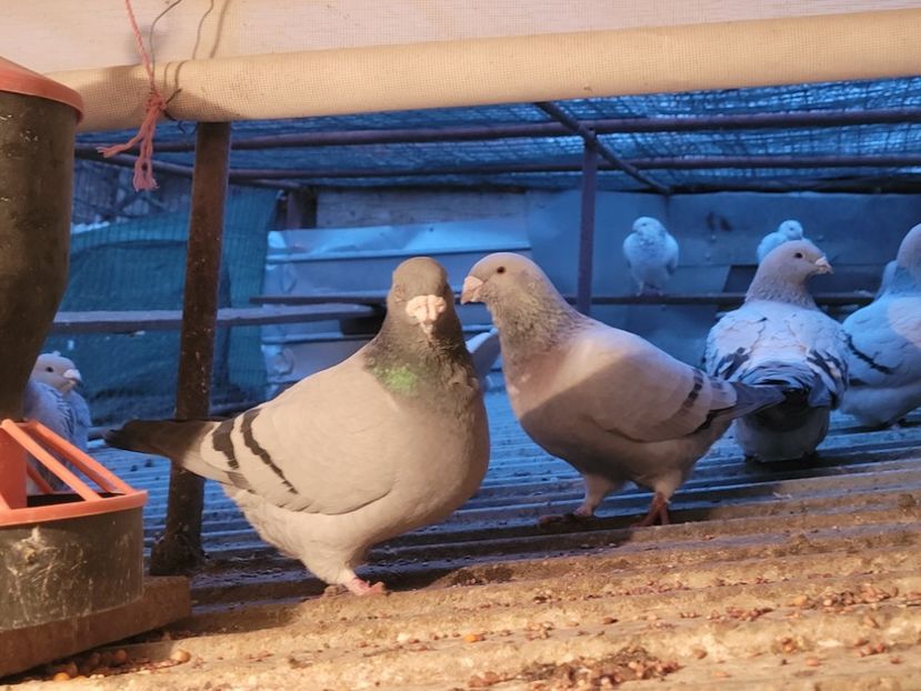  - 0 - 16 dec 2021 Voiajori standard