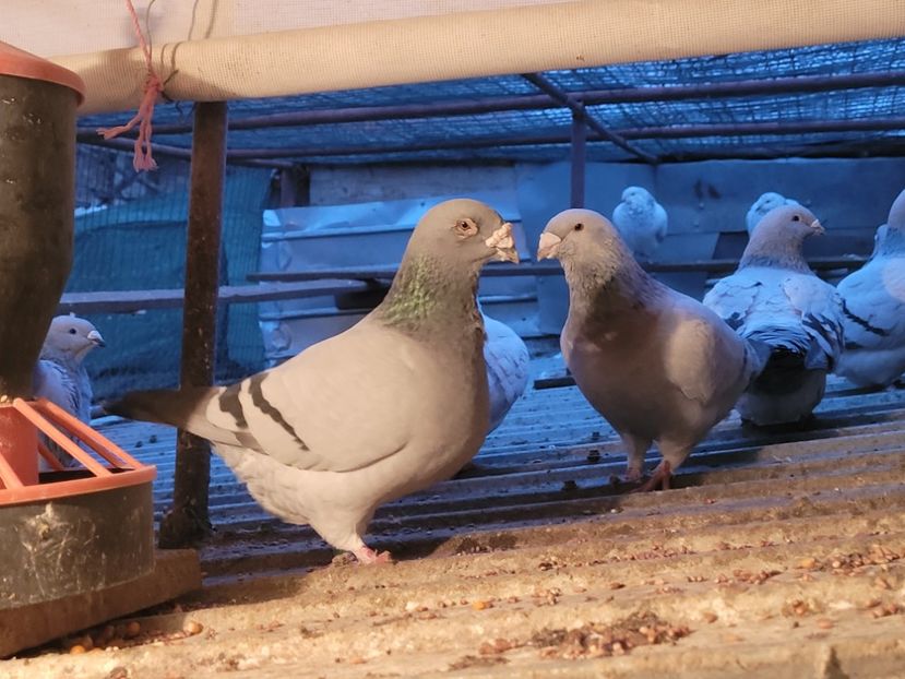  - 0 - 16 dec 2021 Voiajori standard