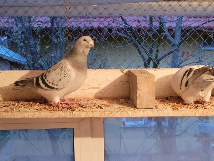  - 0 - 16 dec 2021 Voiajori standard