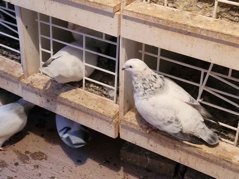  - 0 - 16 dec 2021 Voiajori standard