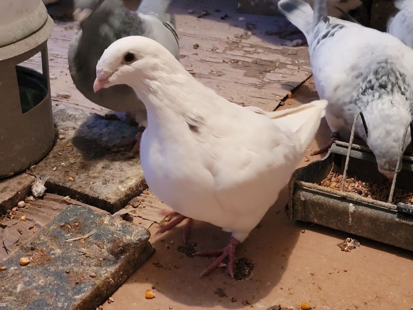  - 0 - 16 dec 2021 Voiajori standard