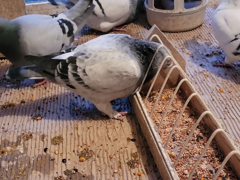  - 0 - 16 dec 2021 Voiajori standard