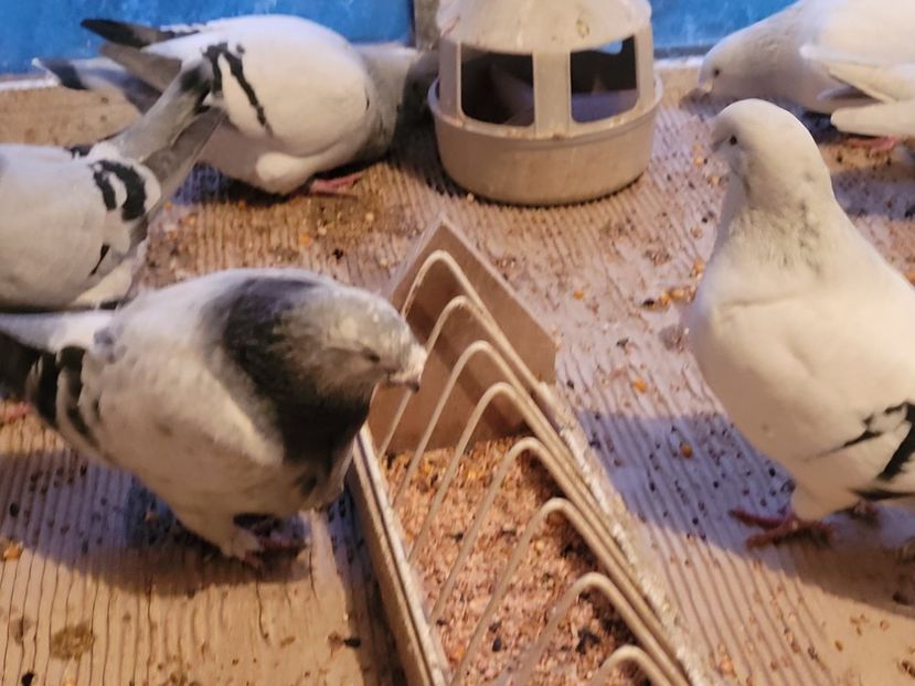  - 0 - 16 dec 2021 Voiajori standard