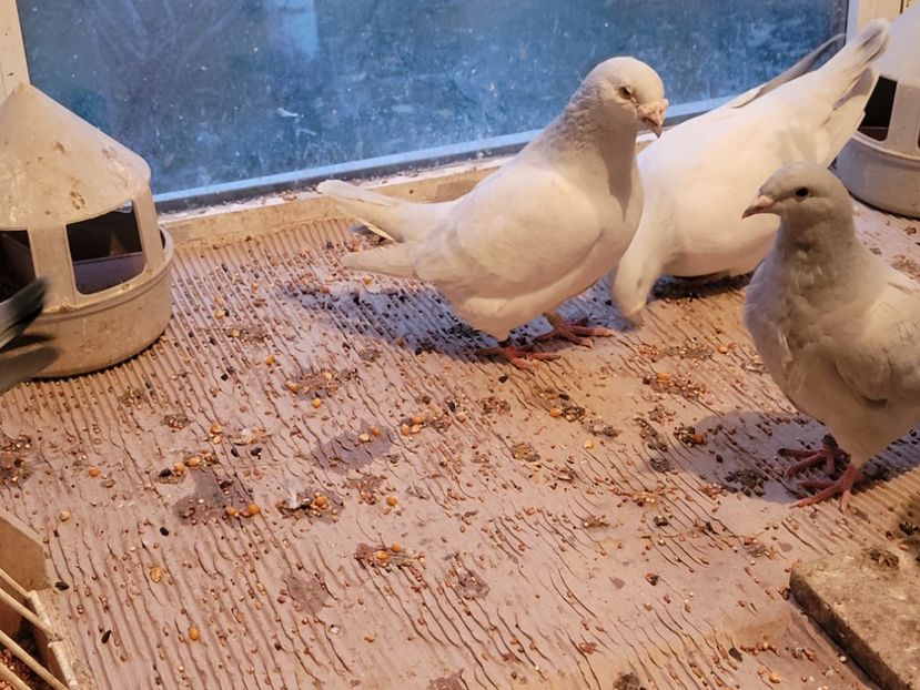  - 0 - 16 dec 2021 Voiajori standard