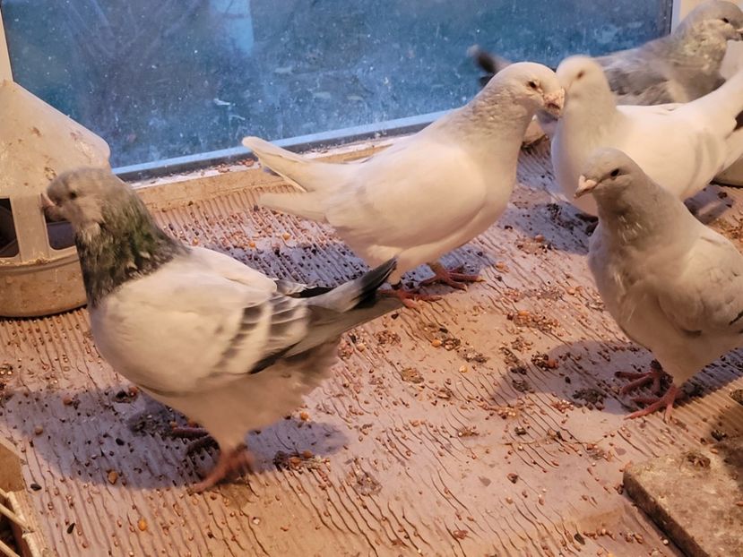  - 0 - 16 dec 2021 Voiajori standard