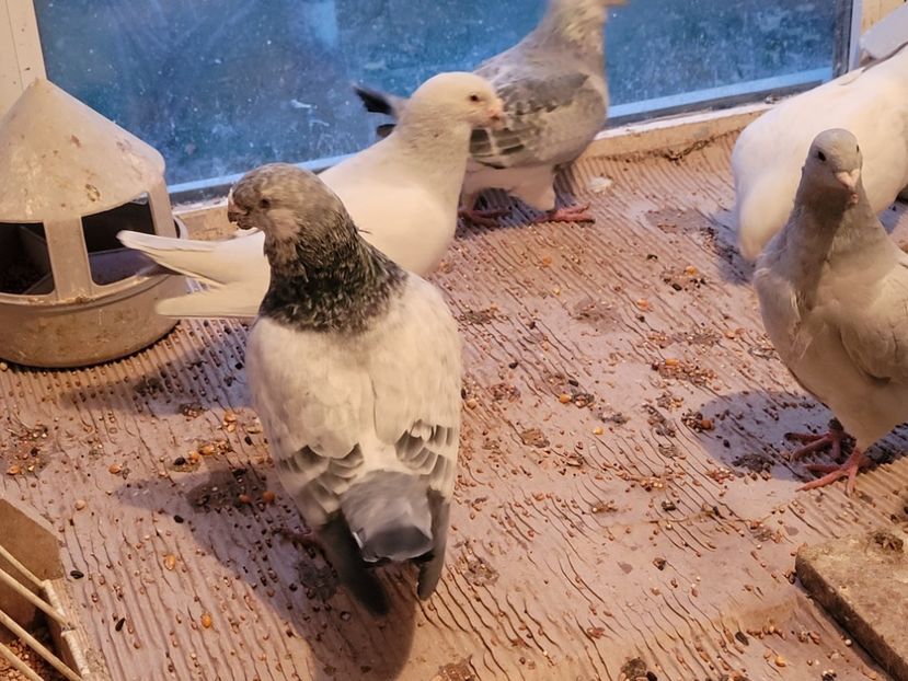  - 0 - 16 dec 2021 Voiajori standard