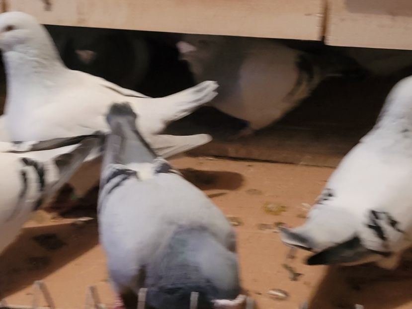  - 0 - 16 dec 2021 Voiajori standard