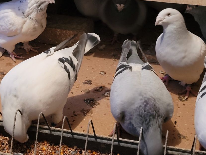  - 0 - 16 dec 2021 Voiajori standard