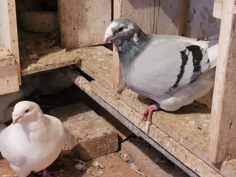  - 0 - 16 dec 2021 Voiajori standard