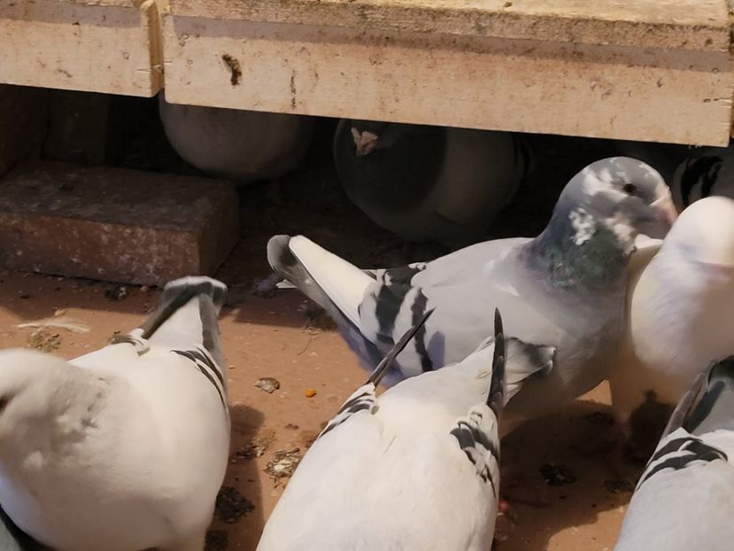  - 0 - 16 dec 2021 Voiajori standard