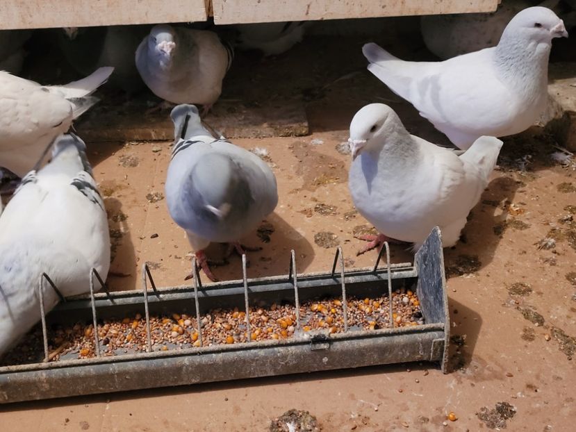  - 0 - 16 dec 2021 Voiajori standard