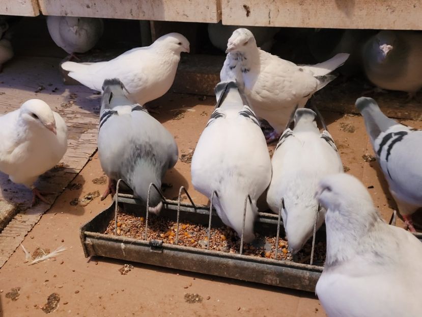  - 0 - 16 dec 2021 Voiajori standard