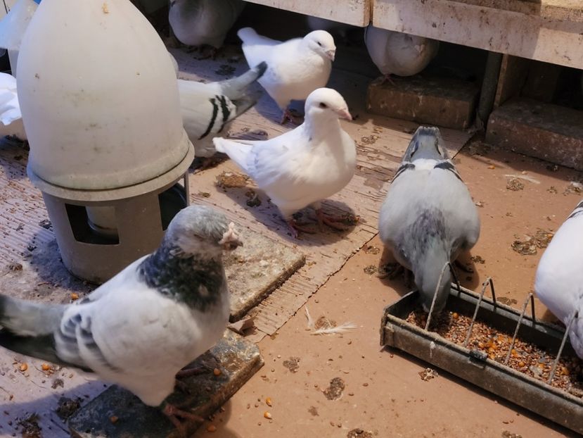  - 0 - 16 dec 2021 Voiajori standard