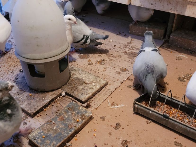  - 0 - 16 dec 2021 Voiajori standard