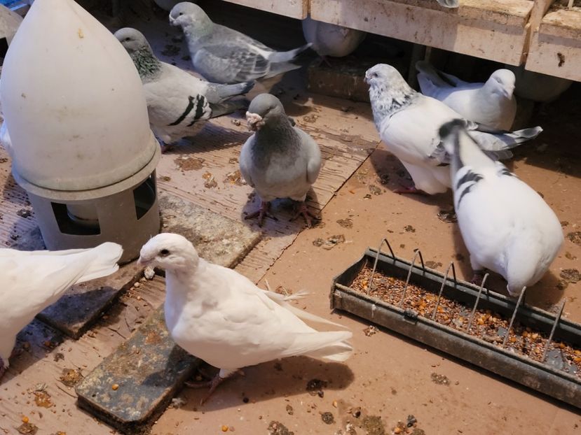  - 0 - 16 dec 2021 Voiajori standard