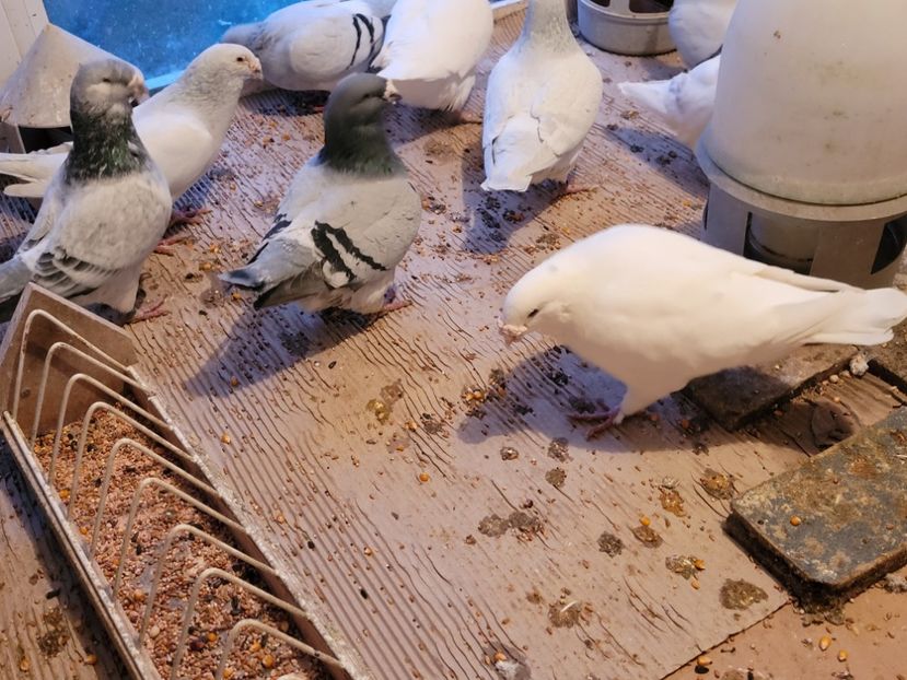  - 0 - 16 dec 2021 Voiajori standard