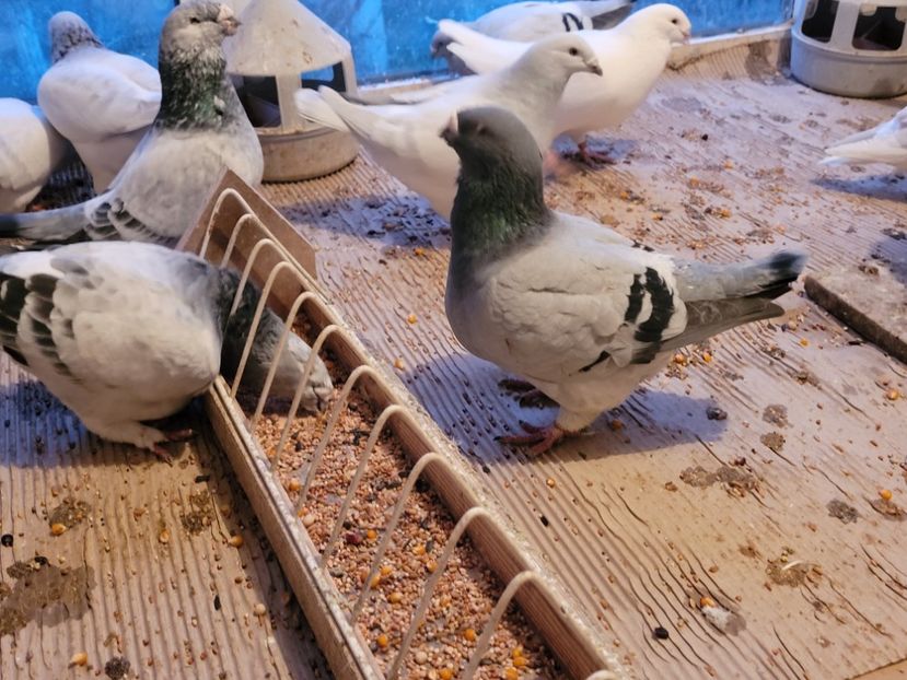  - 0 - 16 dec 2021 Voiajori standard