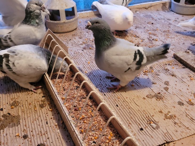  - 0 - 16 dec 2021 Voiajori standard