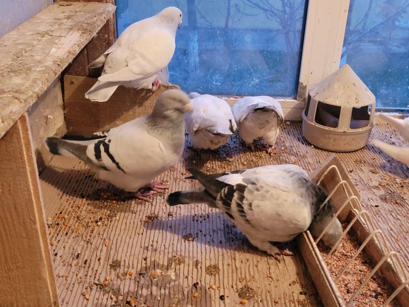  - 0 - 16 dec 2021 Voiajori standard