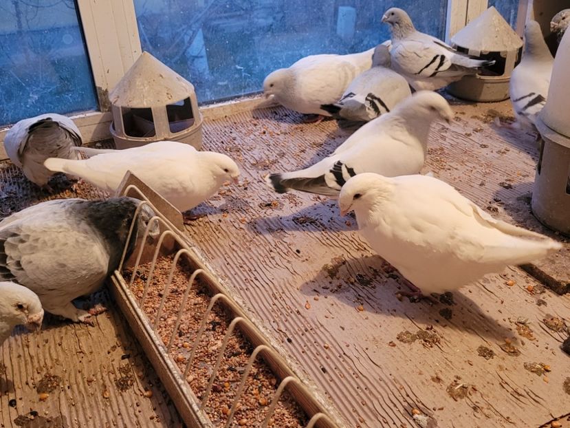  - 0 - 16 dec 2021 Voiajori standard