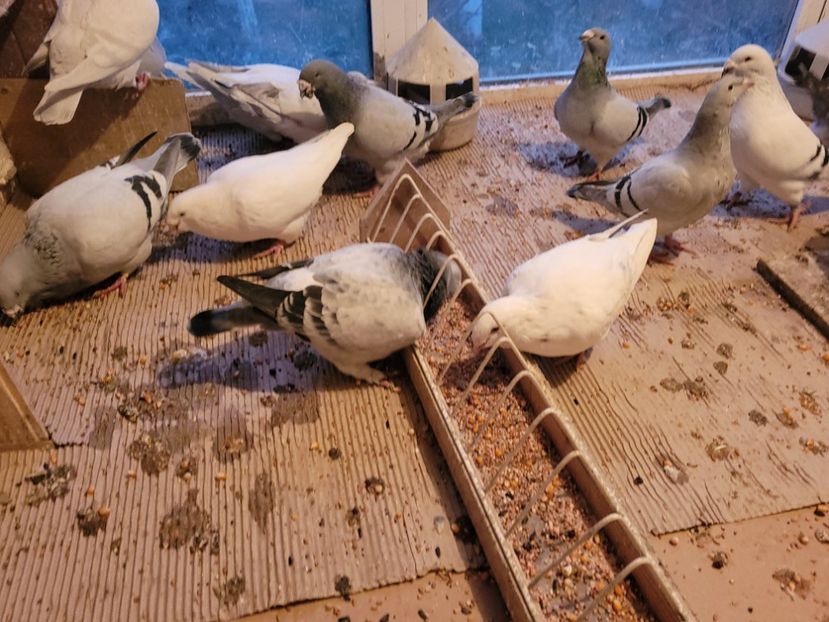  - 0 - 16 dec 2021 Voiajori standard