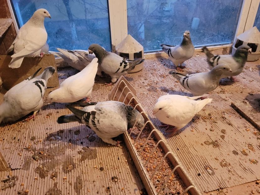  - 0 - 16 dec 2021 Voiajori standard