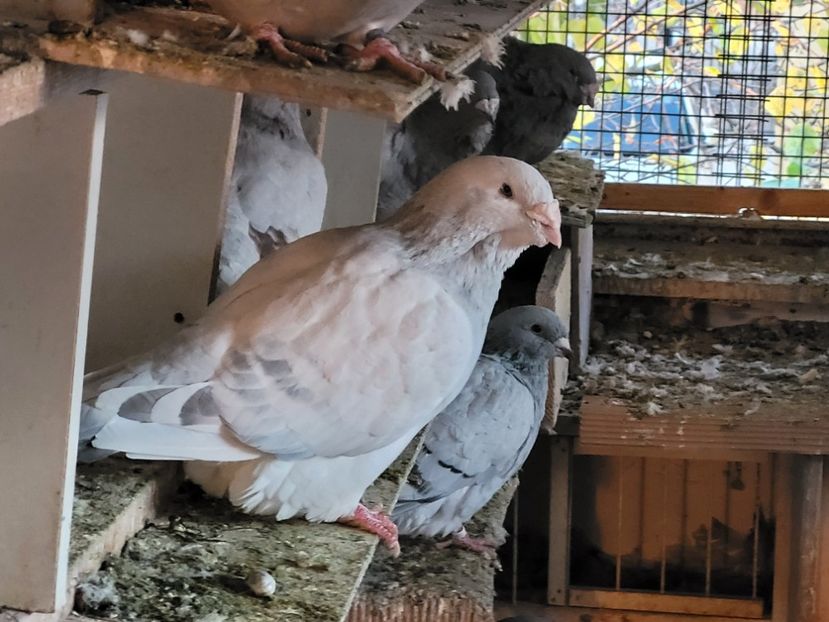  - 0 - 16 dec 2021 Voiajori standard