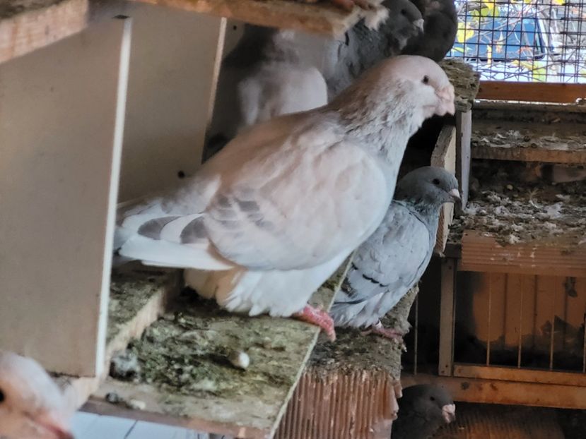  - 0 - 16 dec 2021 Voiajori standard