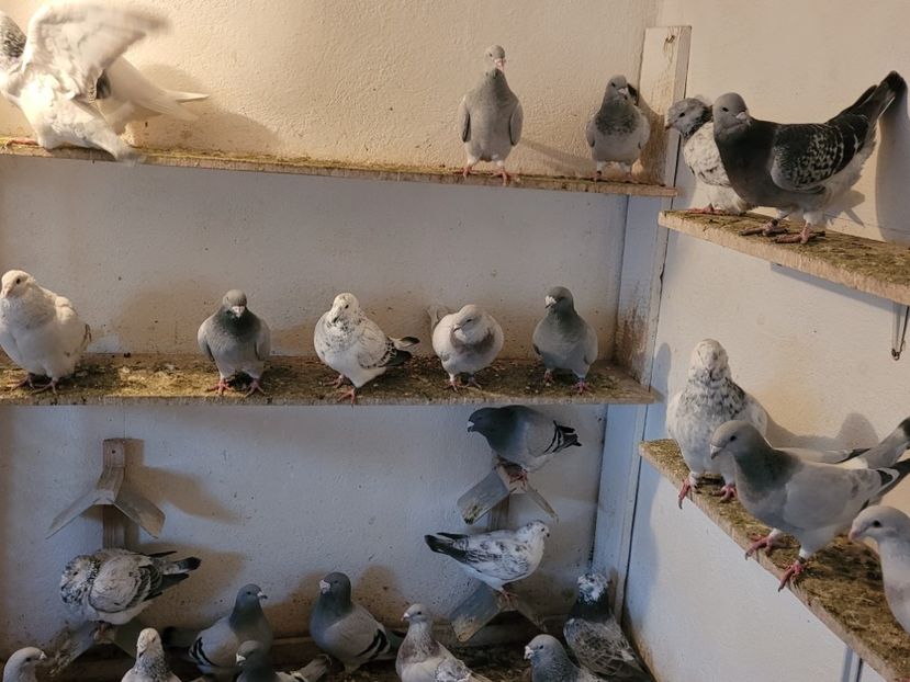  - 0 - 16 dec 2021 Voiajori standard