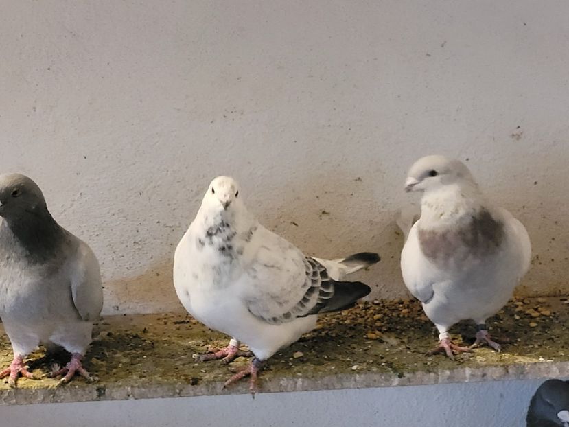  - 0 - 16 dec 2021 Voiajori standard