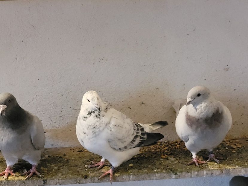  - 0 - 16 dec 2021 Voiajori standard