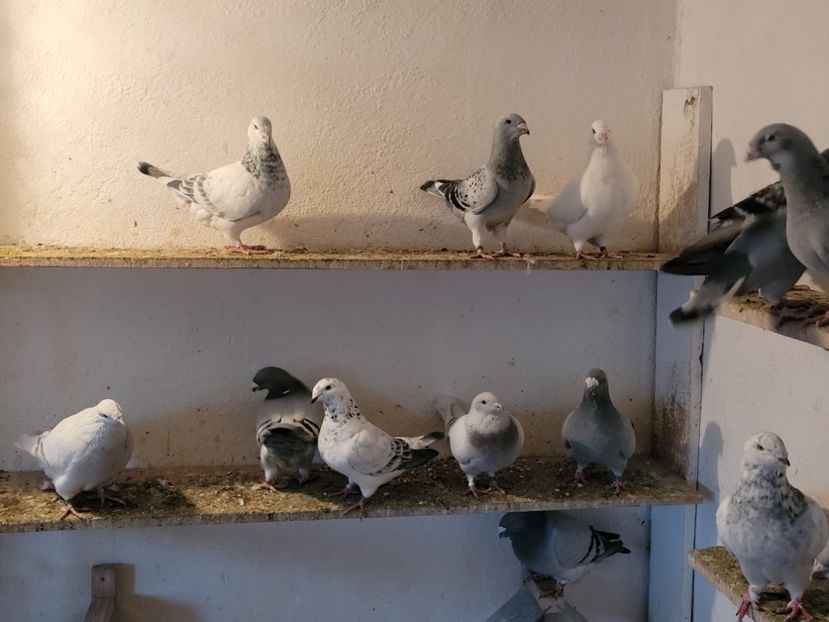  - 0 - 16 dec 2021 Voiajori standard