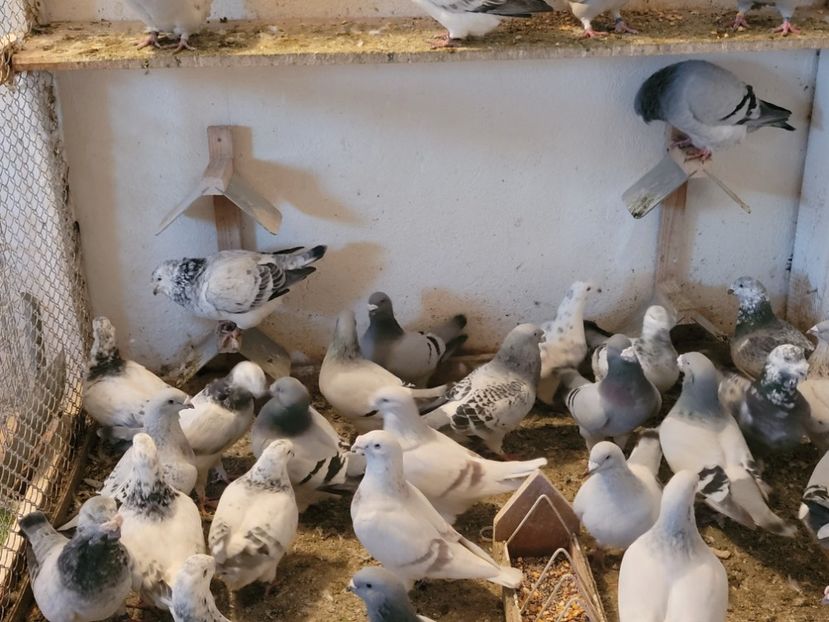  - 0 - 16 dec 2021 Voiajori standard