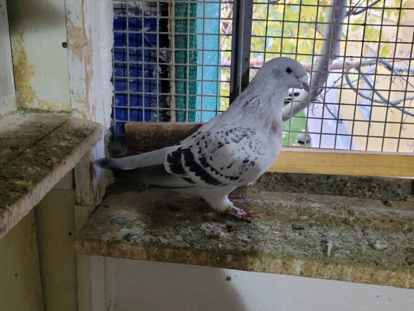  - 0 - 16 dec 2021 Voiajori standard